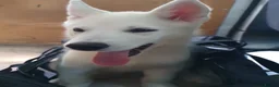 Siberian Husky dogs for sale: 1 white female husky pup 1st & 2nd Vaccines! - Advert 15