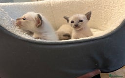 Siamese cats for sale: Traditional Siamese kittens  - Image 5