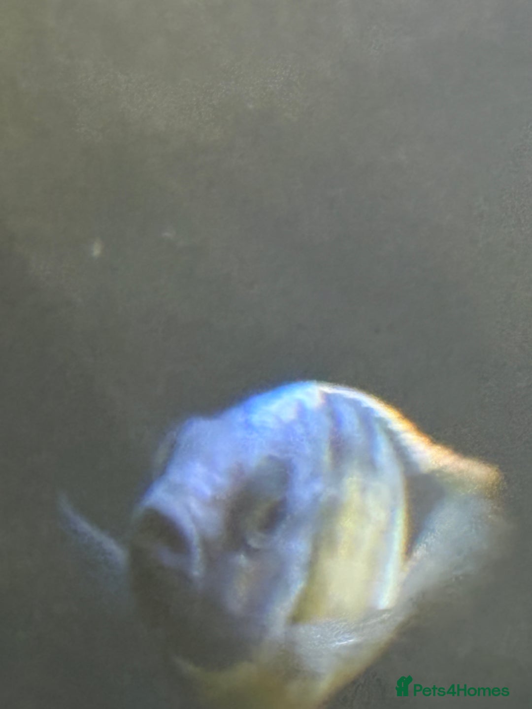 Cichlids fish for sale: Malawi cichlids for sale  - Advert 5