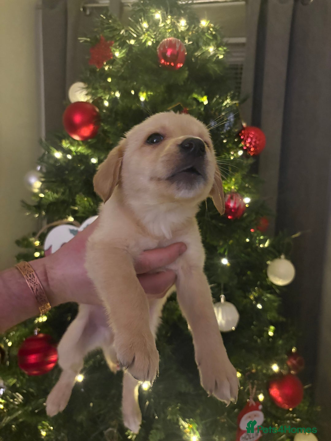 Mixed Breed dogs for sale: Labrador X Collie - Advert 3