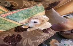Miniature Poodle dogs for sale: Miniture poodle pups  - Image 2