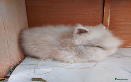 Lionhead rabbits for sale: Beautiful Double Maned Lionhead Girls. - Image 4
