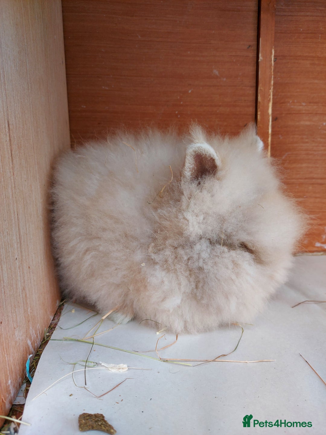 Lionhead rabbits for sale: Beautiful Double Maned Lionhead Girls. - Image 4