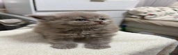 British Longhair cats for sale: Cute BLH LILAC BOY and BLH BLUE GIRL  - Advert 5