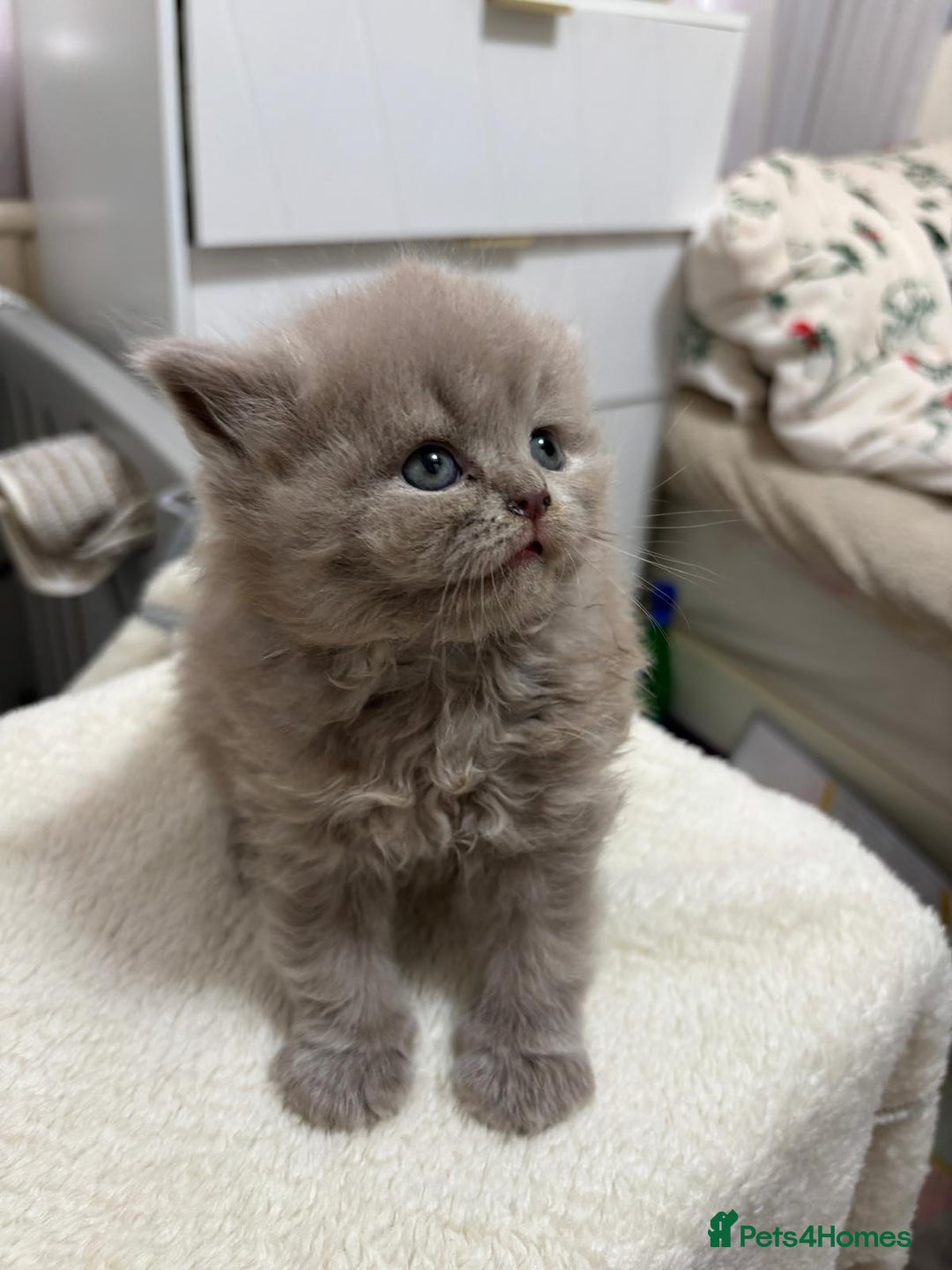 British Longhair cats for sale: Cute BLH LILAC BOY and BLH BLUE GIRL  - Advert 5