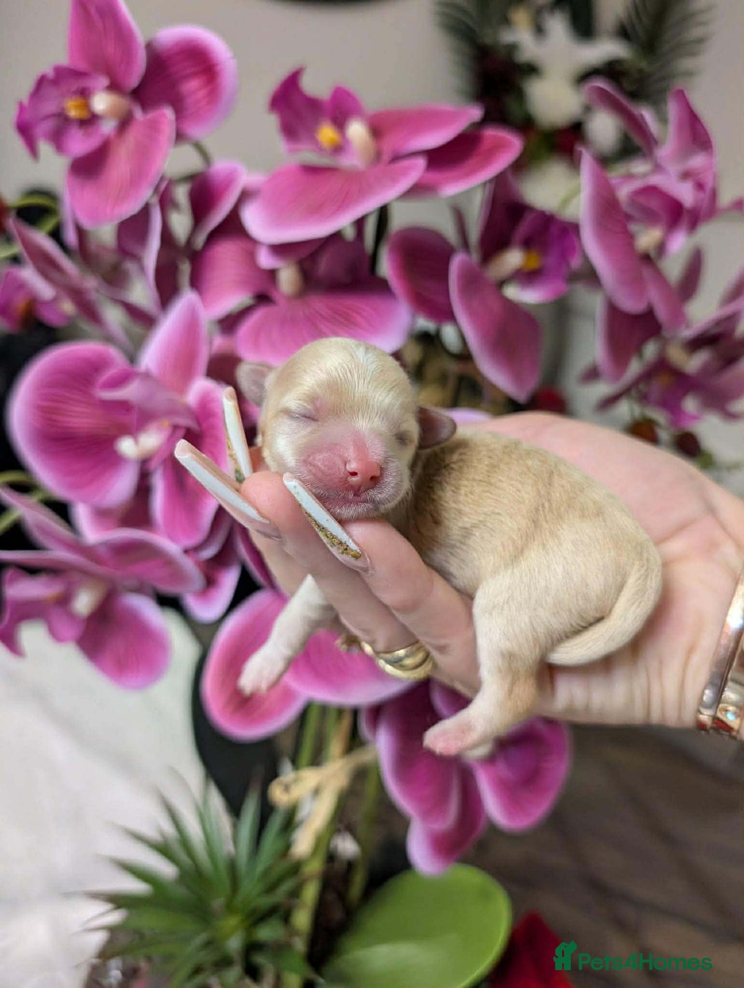 Maltipoo dogs for sale: 💫EXCEPTIONAL LUXURY F1 MALTIPOO PUPPIES🩷🩵🩷 - Advert 16