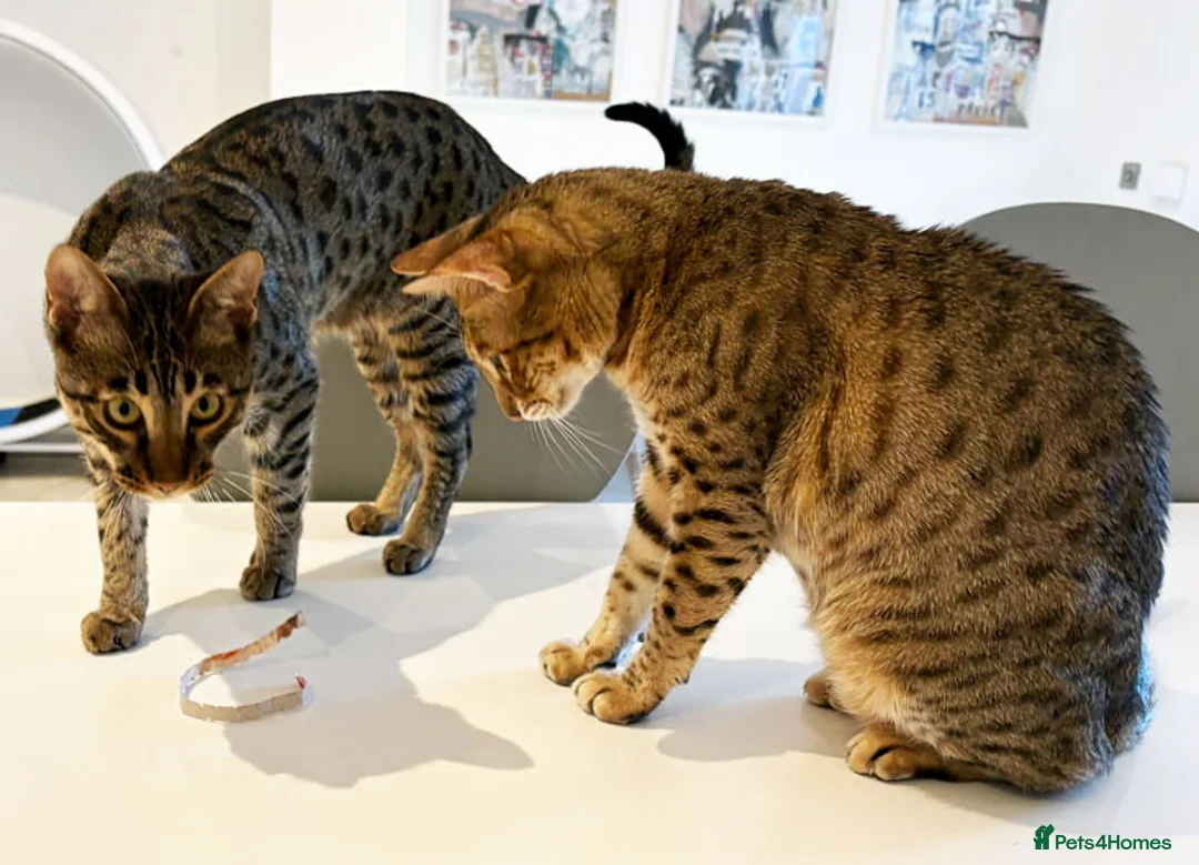 Savannah cats for sale: F6 SBT Savannah boy Koffee - Advert 8