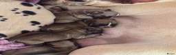 Mixed Breed dogs for sale: French bulldog puppies (mother full, dad half) in Dundee - Advert 3