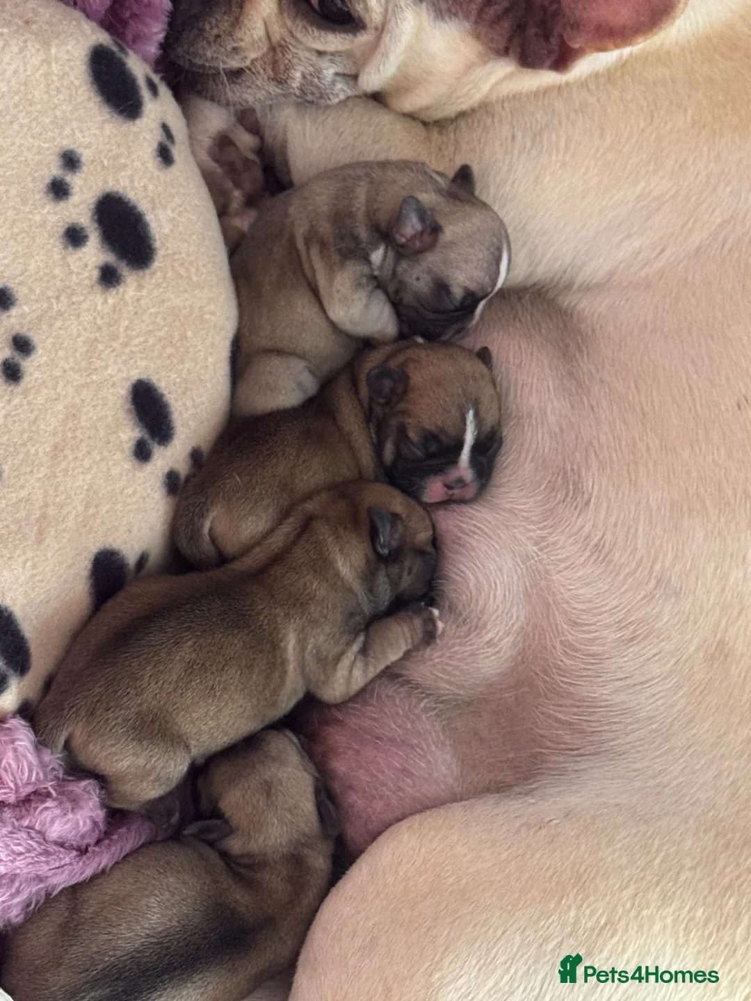 Mixed Breed dogs for sale: French bulldog puppies (mother full, dad half) in Dundee - Advert 3