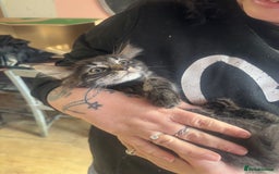 Maine Coon cats for sale: Last little girl left - Ready Now - Image 10