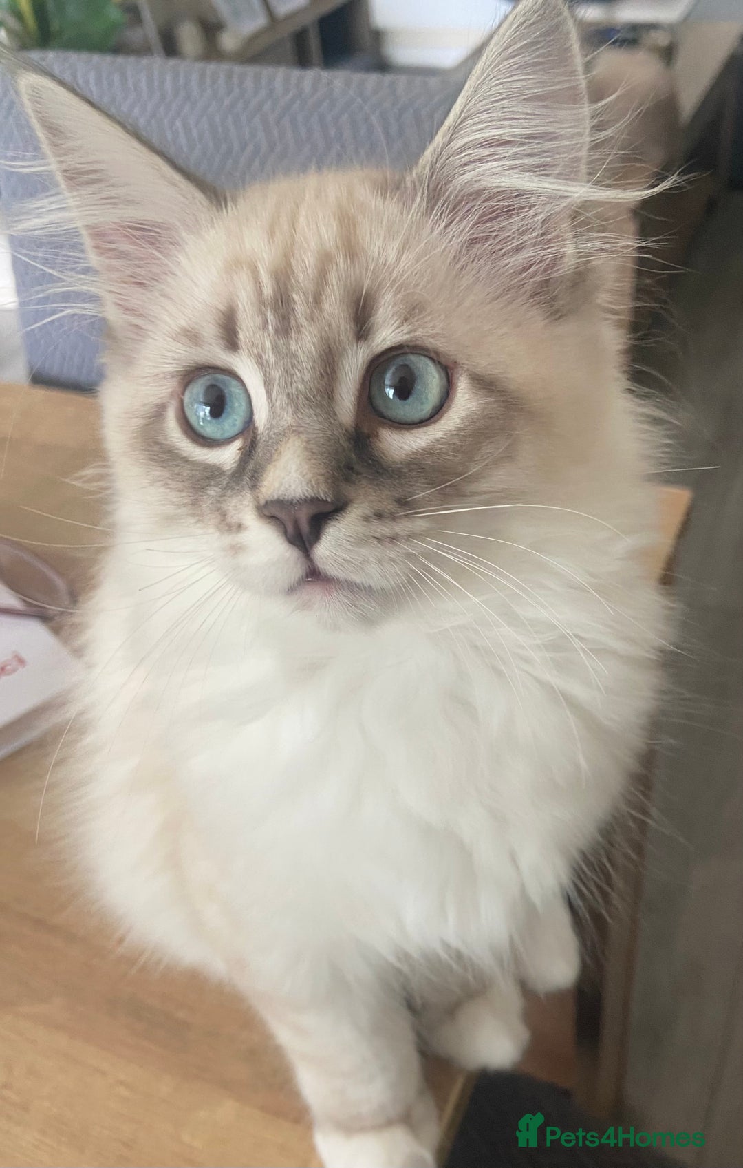 Siberian cats for sale: Siberian kittens   Neva Masquerade White - Image 12