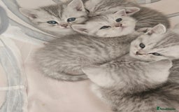 British Shorthair cats for sale: BRITISH SHORTHAIR CHAMPION BLOODLINE - Image 1