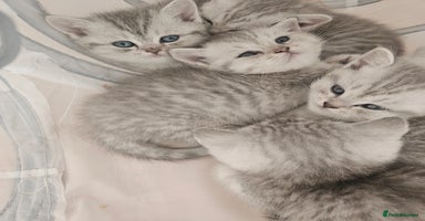 British Shorthair cats - Advert 13