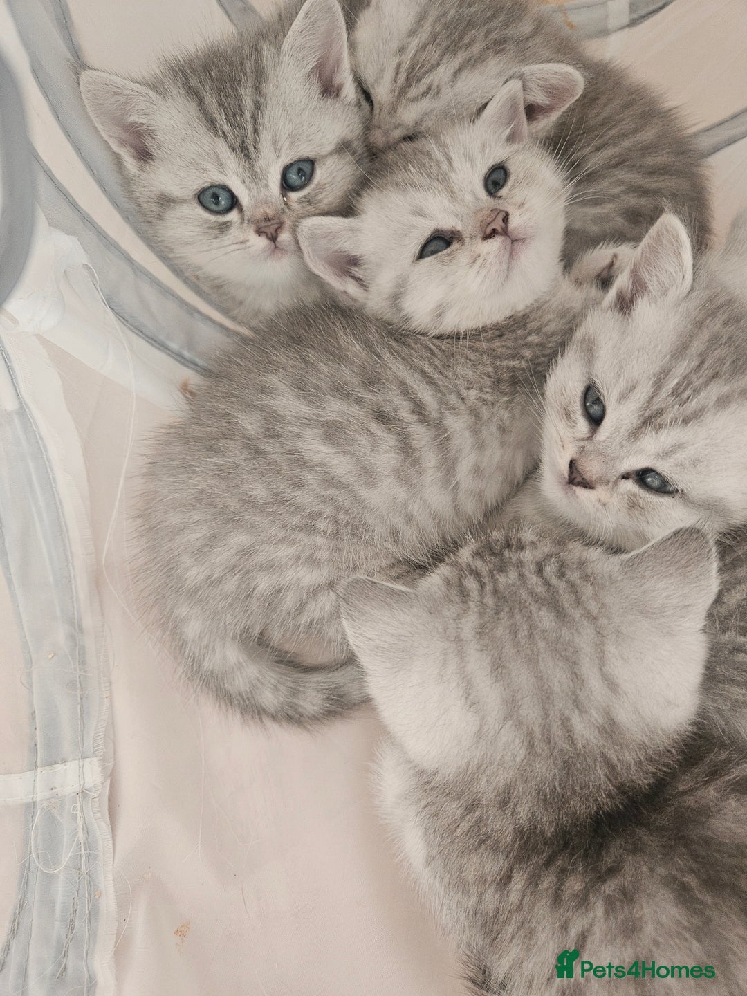 British Shorthair cats for sale: BRITISH SHORTHAIR CHAMPION BLOODLINE - Image 1