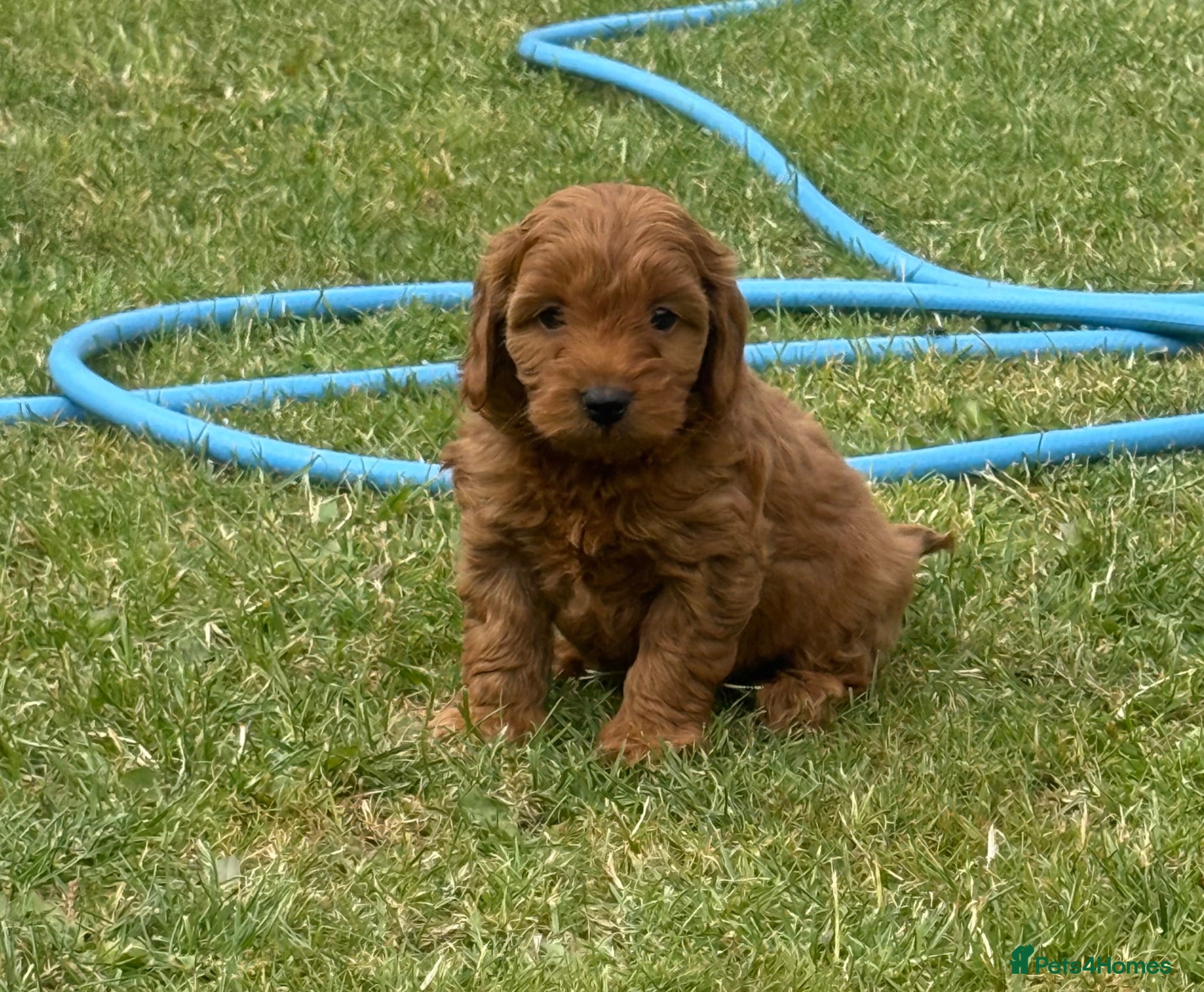 Cockapoo dogs ⭐️COCKAPOO PUPPIES COUNCIL LICENSED BREEDER⭐️ - Advert 1