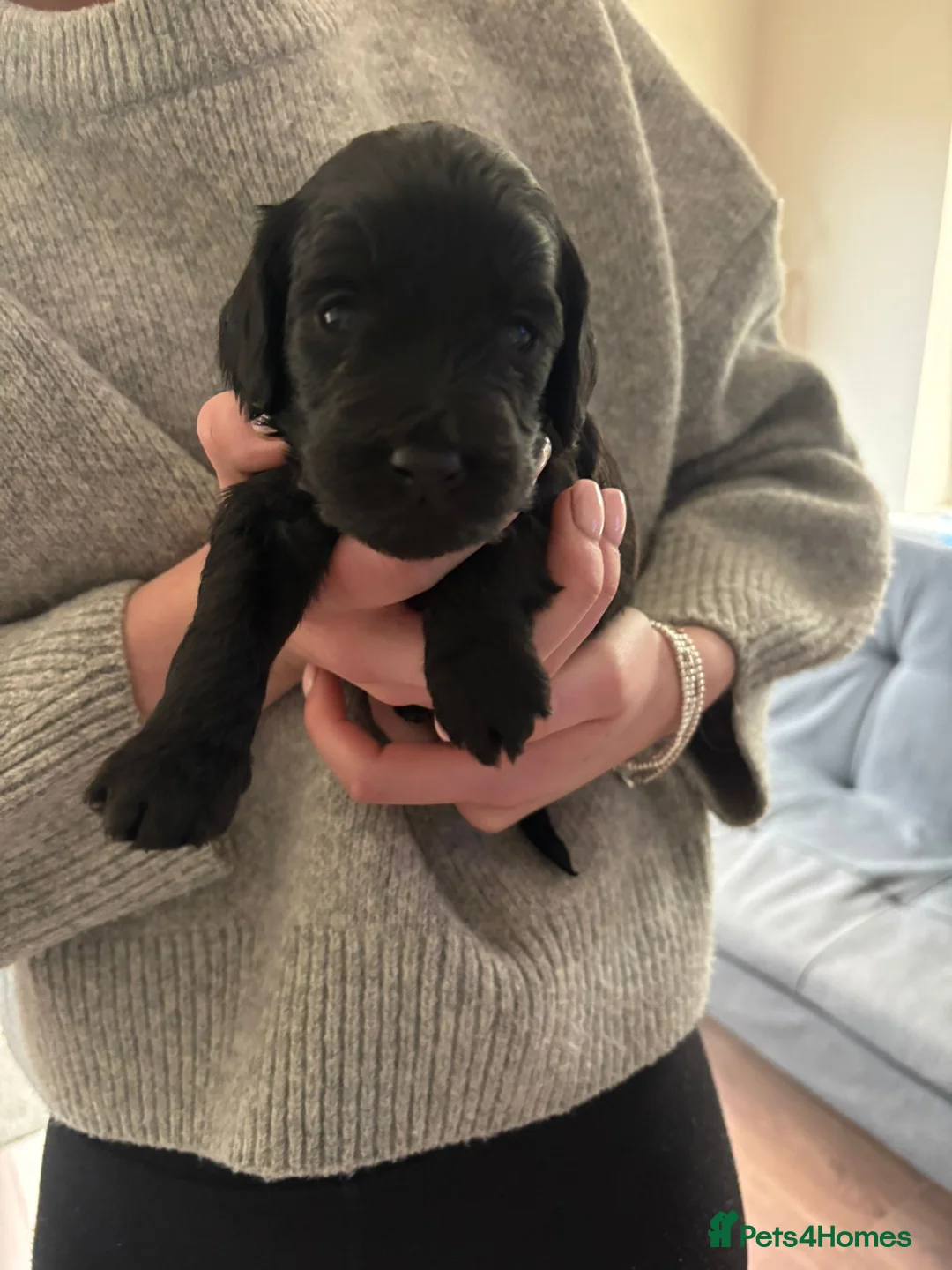 Cockapoo dogs for sale: F1 Cockapoo puppies in Kilmarnock - Advert 3