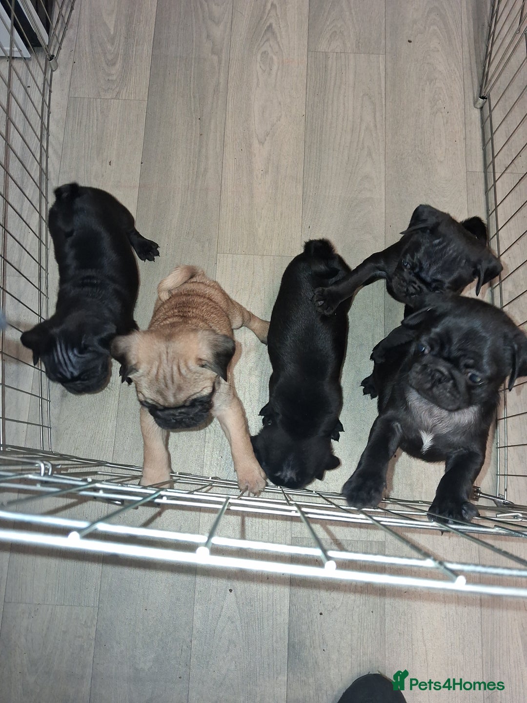 Pug dogs for sale: 5 adorable pug puppies for sale  - Advert 11