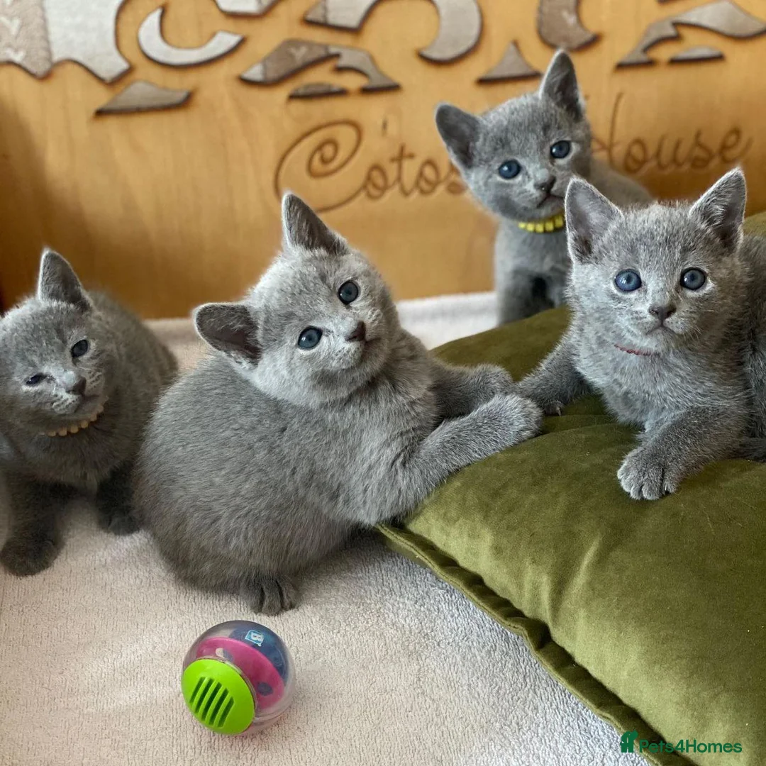 Russian Blue cats for sale: Four Little Blue Dreams Russian Blue Kittens  in London - Advert 6