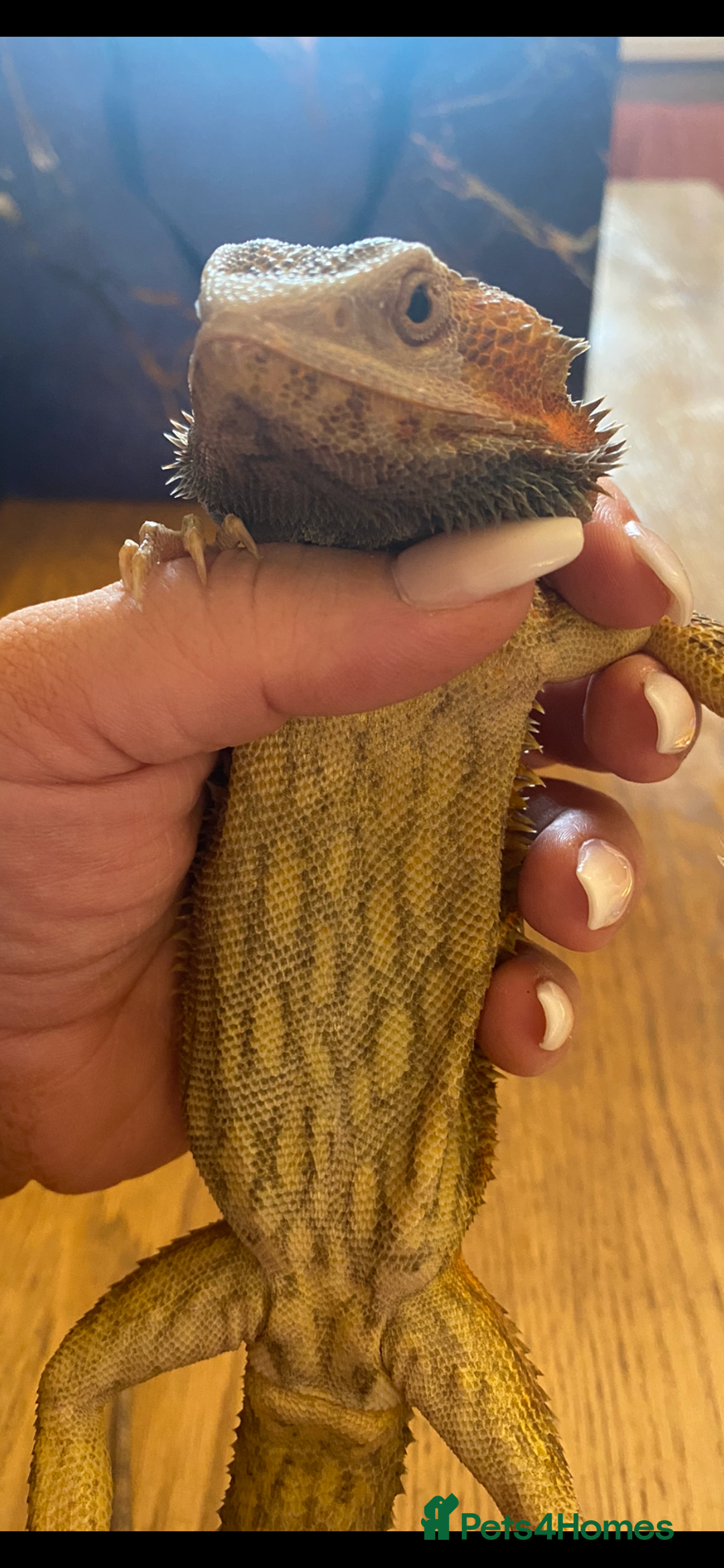 Bearded Dragon reptiles for sale: Male bearded dragon  - Advert 6