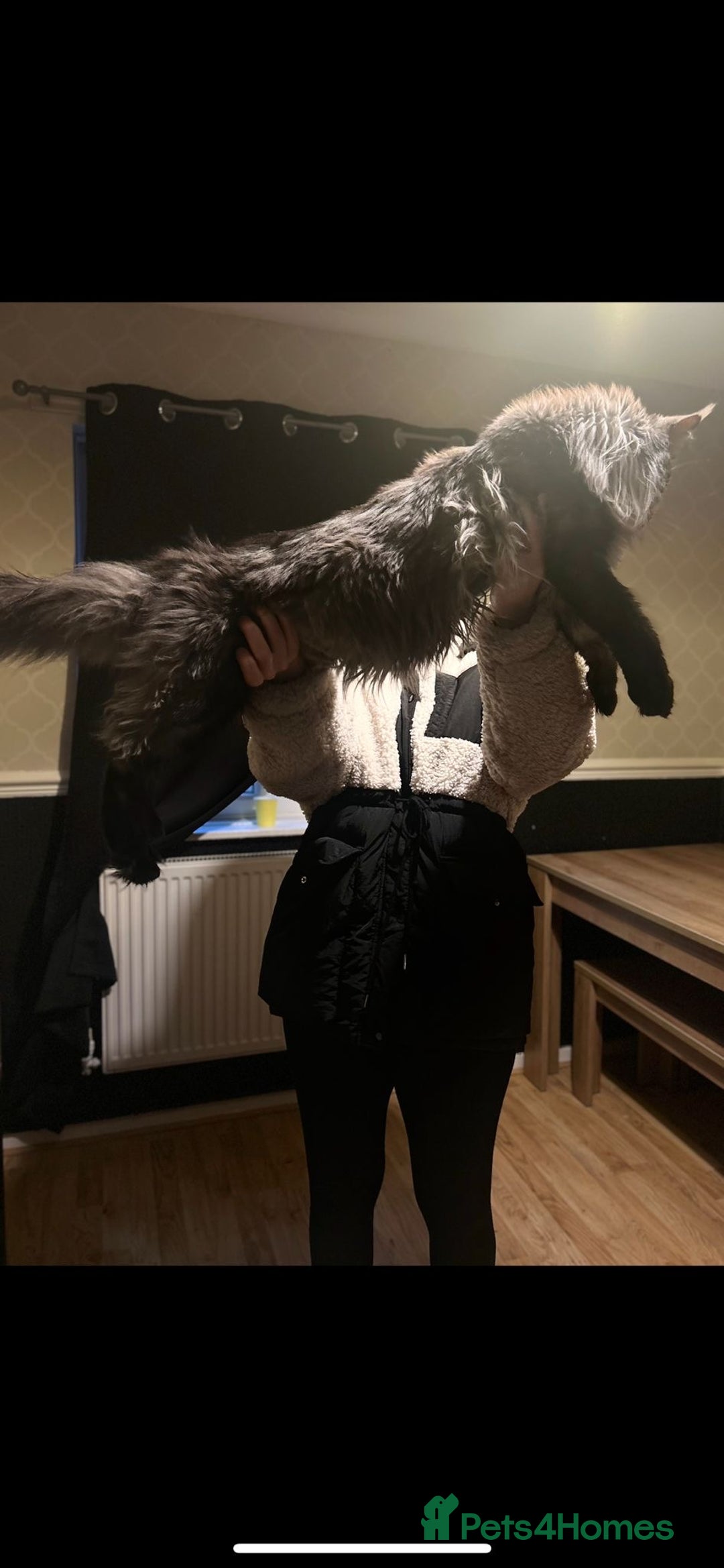 Maine Coon cats for sale: Mainecoon kittens  - Advert 13