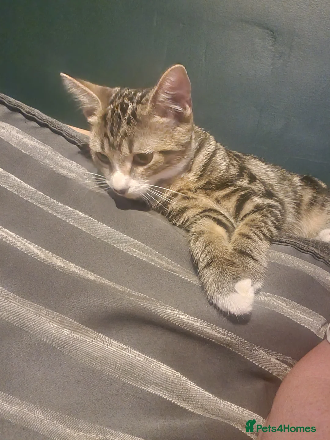 Mixed Breed cats for sale: Mira  - Advert 2