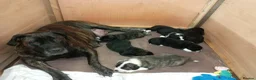 Mixed Breed dogs for sale: Boerchaka puppies - Advert 16