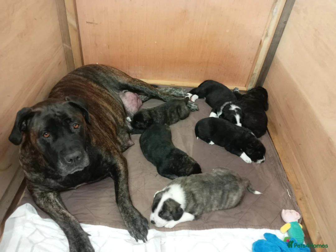 Mixed Breed dogs for sale: Boerchaka puppies - Advert 16