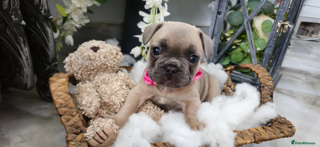 French Bulldog dogs for sale: French bulldog lilac/blue fawn  - Image 9
