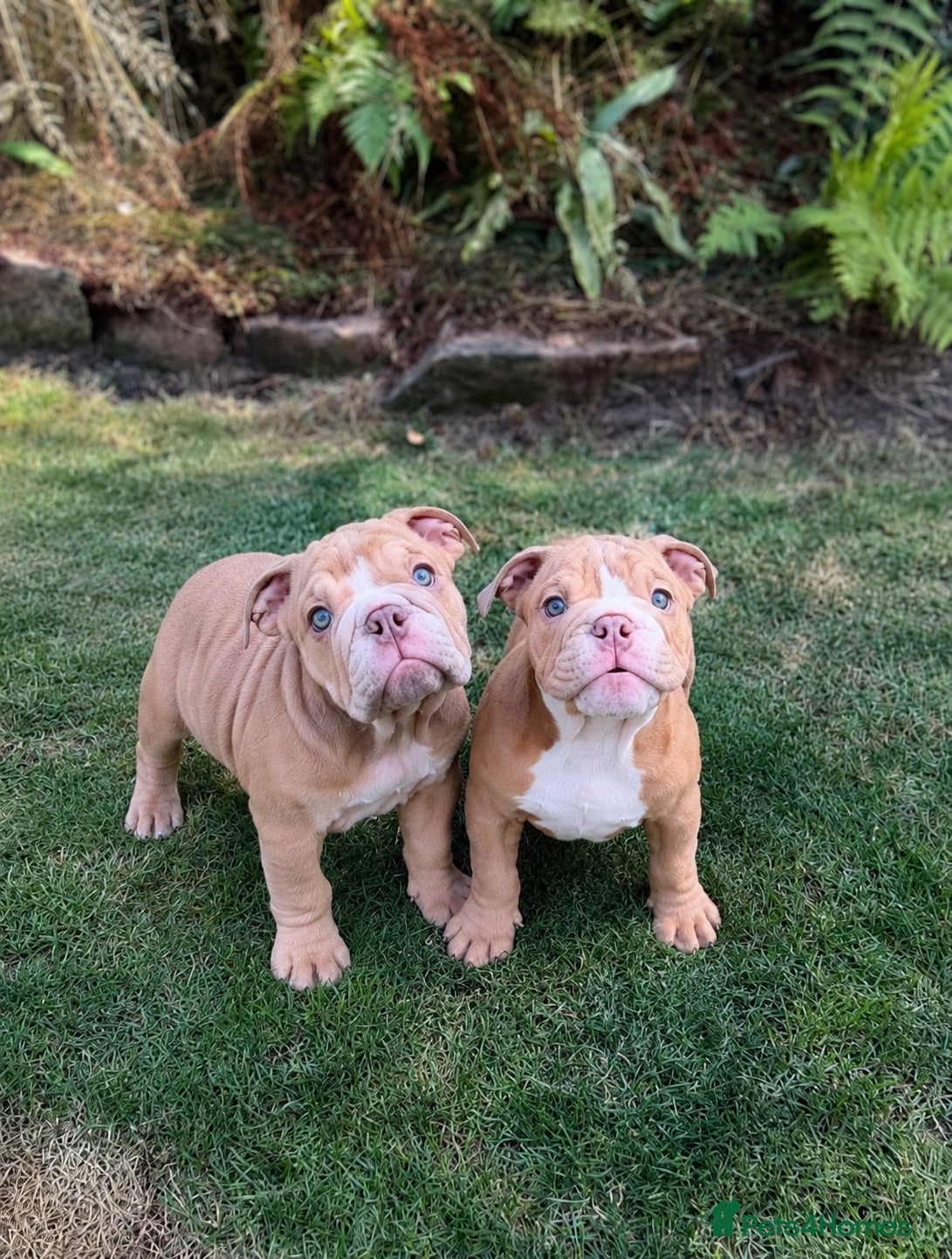 English Bulldog dogs English Bulldog Puppies  - Advert 4