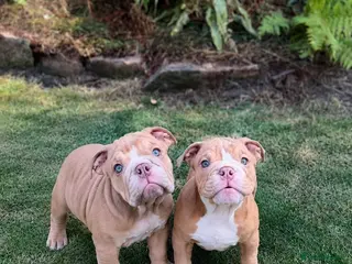 English Bulldog dogs English Bulldog Puppies - Advert 4