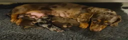 Miniature Dachshund dogs for stud: Cream dachshund stud carrys long - Advert 8