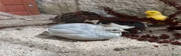 Quail poultry for sale: Male Chinese Painted (button) quail in Malmesbury - Advert 1