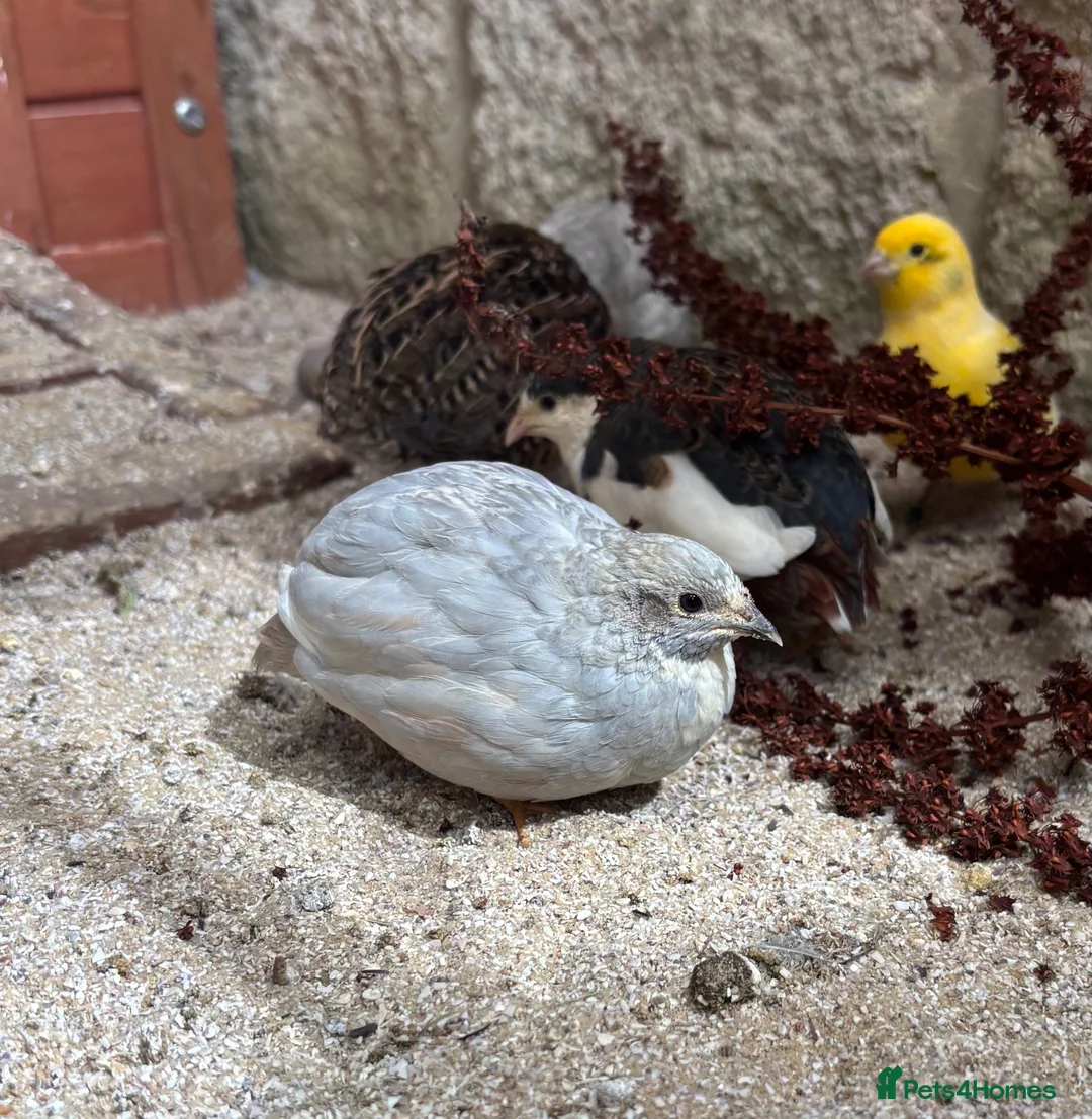Quail poultry for sale: Male Chinese Painted (button) quail in Malmesbury - Advert 1