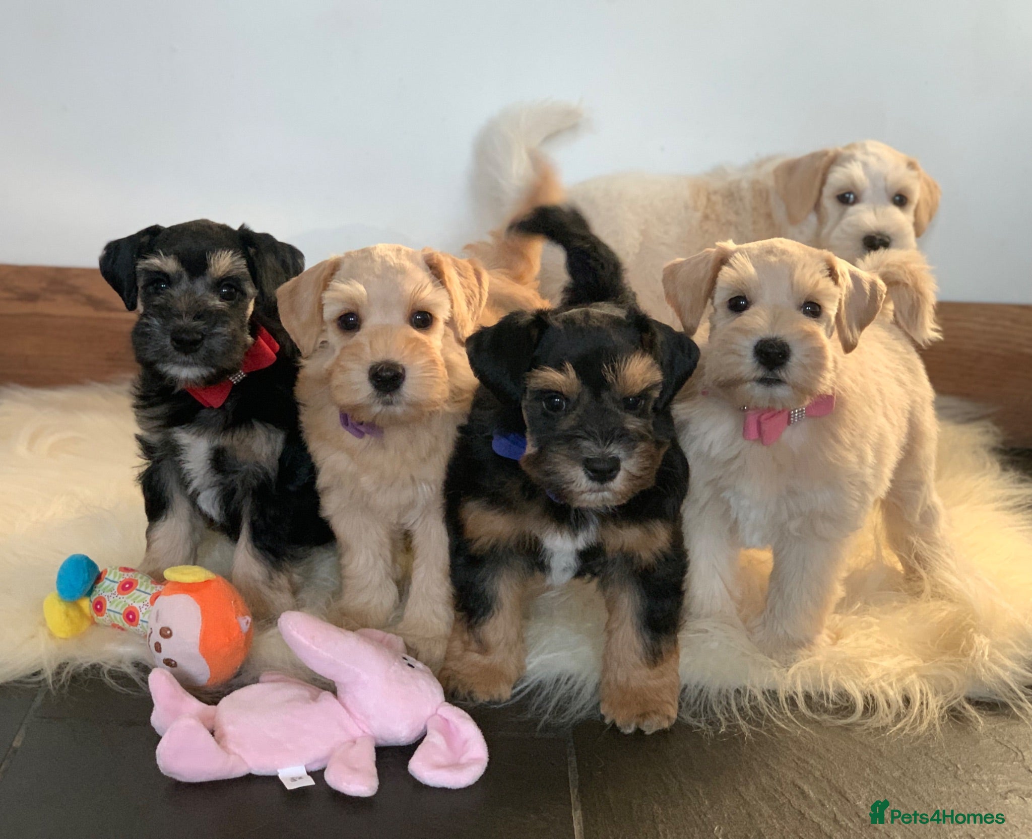 Miniature Schnauzer dogs 5* Licensed KC Small Miniature Schnauzer Litter  - Advert 18