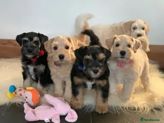 Miniature Schnauzer dogs 5* Licensed KC Small Miniature Schnauzer Litter - Advert 11