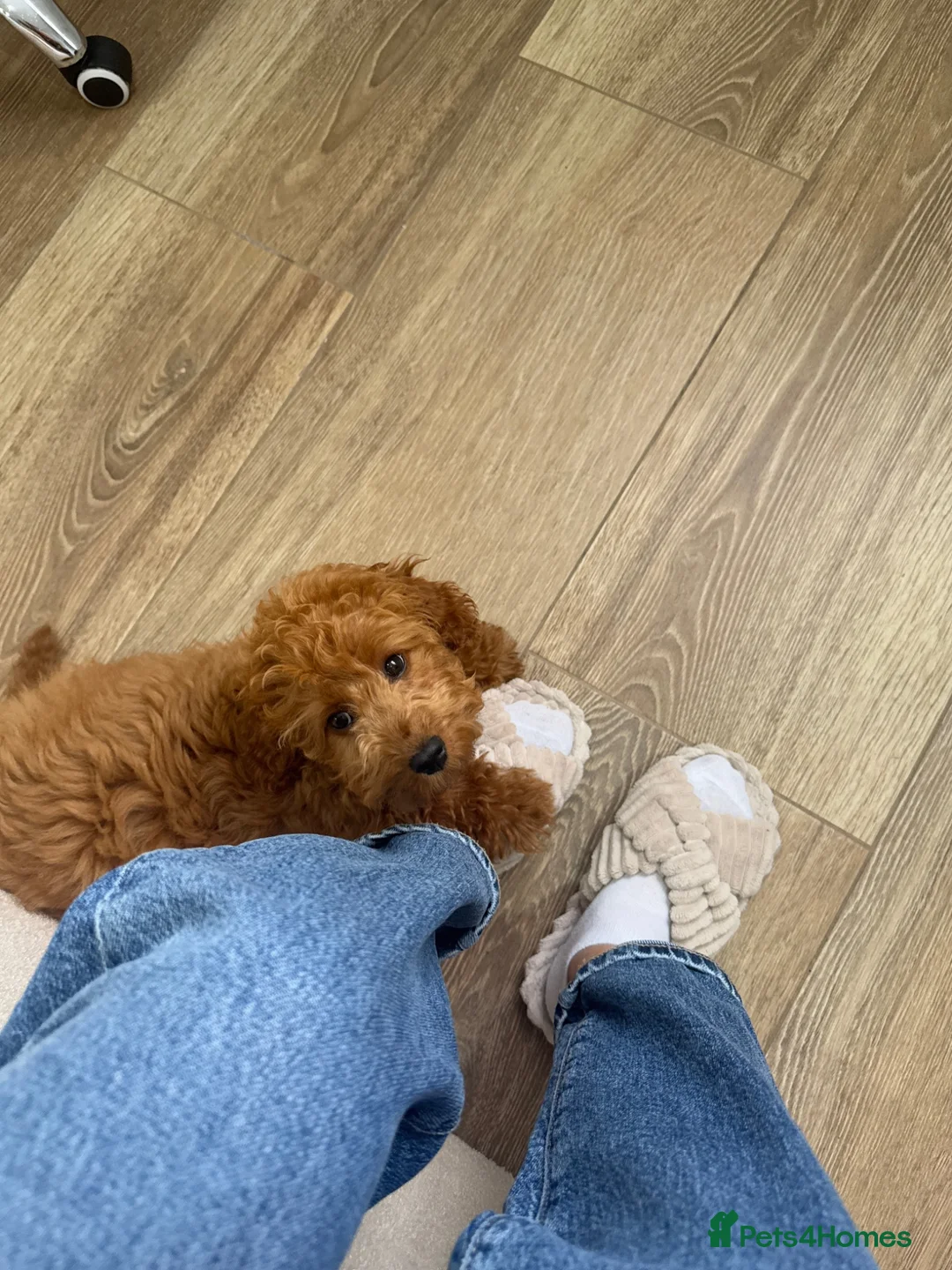 Cockapoo dogs for sale: Cockapoo puppy in Slough - Advert 6