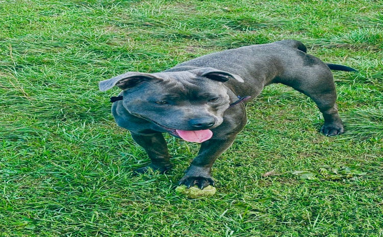 Staffordshire Bull Terrier dogs - Advert 5