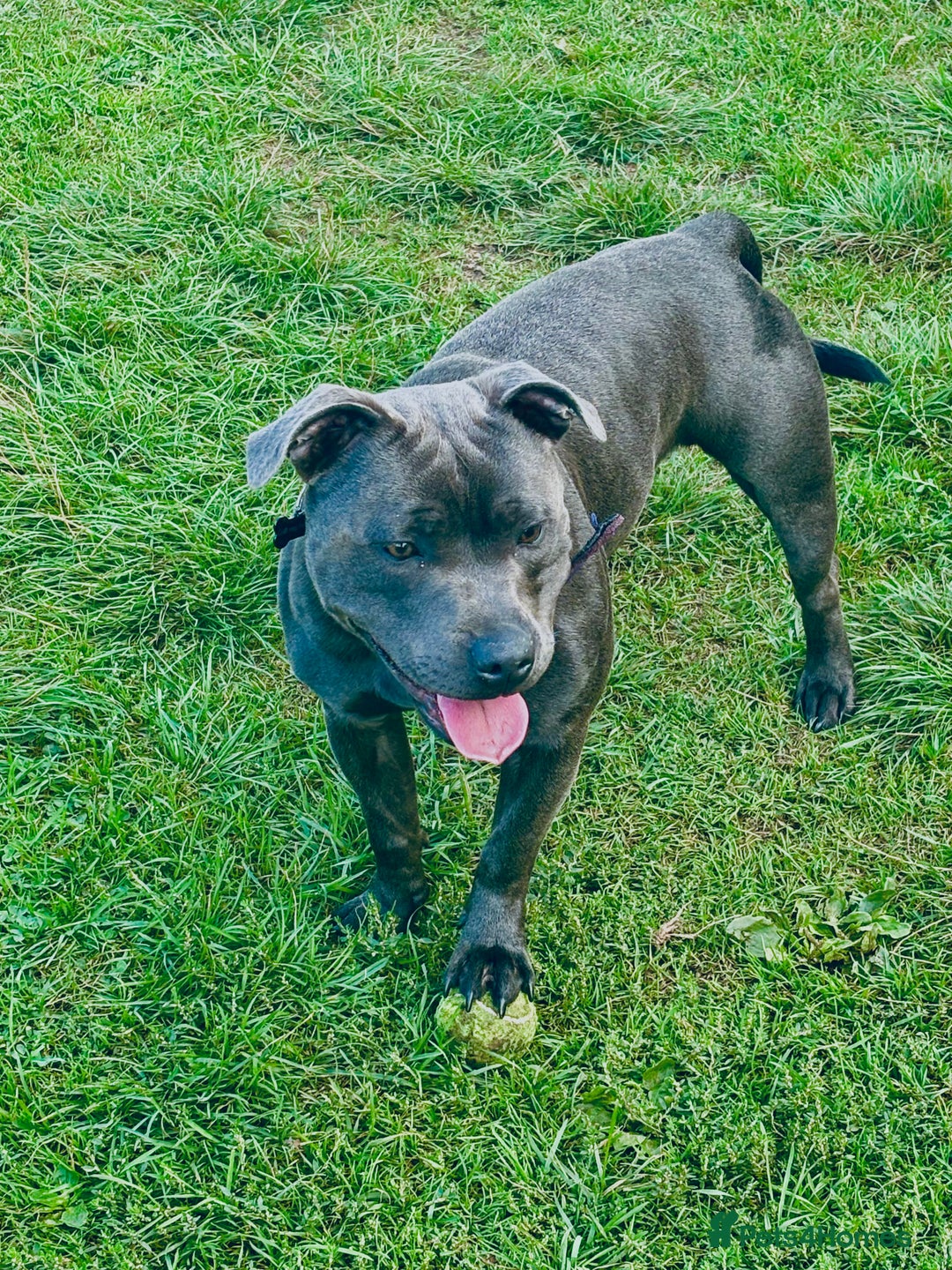 Staffordshire Bull Terrier dogs for stud: Beautiful healthy pedigree stud  - Advert 1