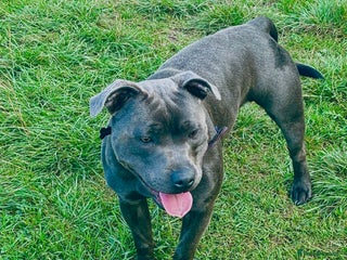 Staffordshire Bull Terrier dogs - Advert 14