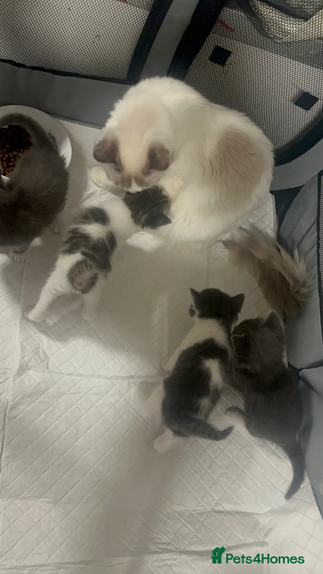 Mixed Breed cats for sale: Mom Pure pedigree ragdoll Dad pure pedigree BSH  - Advert 35