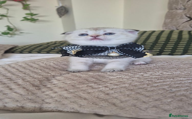 British Shorthair cats - Advert 11