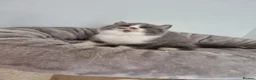 British Shorthair cats for sale: British Shorthair blue and white bi colour  - Advert 7