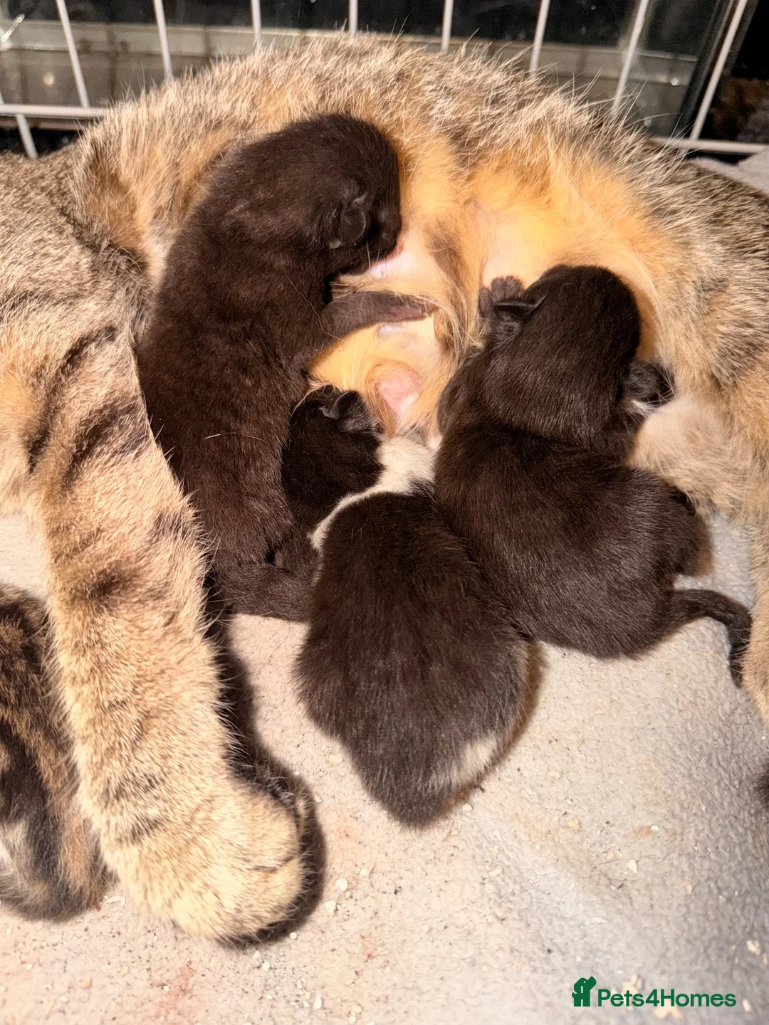British Shorthair cats for sale: *** Beautiful Kittens *** - Advert 2
