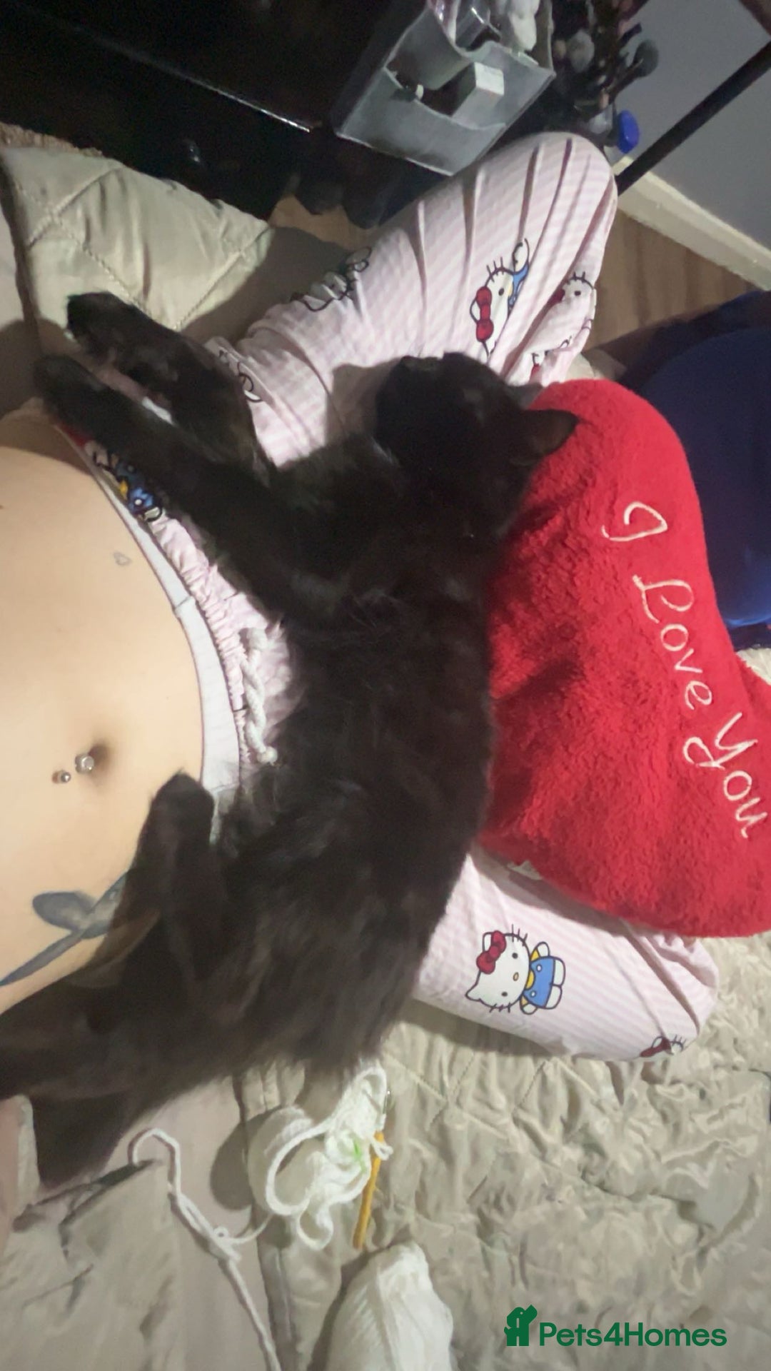 Turkish Angora cats for sale: lovely male cat needs his forever home - Advert 4