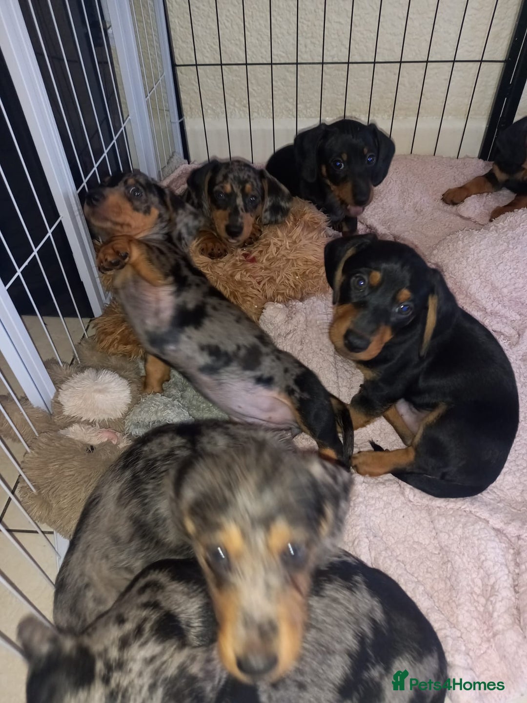 Dachshund dogs for sale: Dachshund cross pups 3/4 breed - Image 4