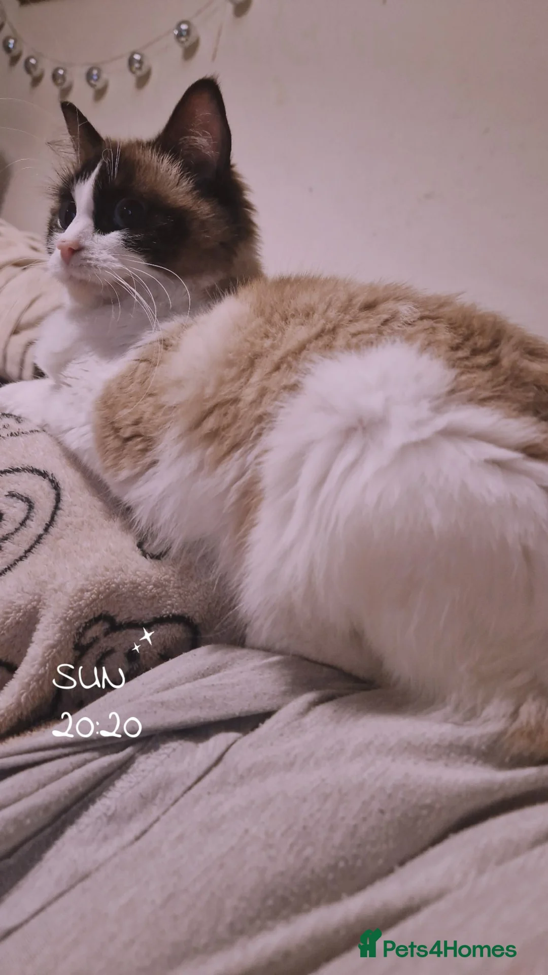 Ragdoll cats for sale: Ragdol - Advert 3