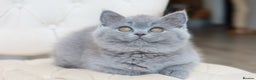 British Shorthair cats for stud: Blue British Shorthair - for stud duties  - Advert 5
