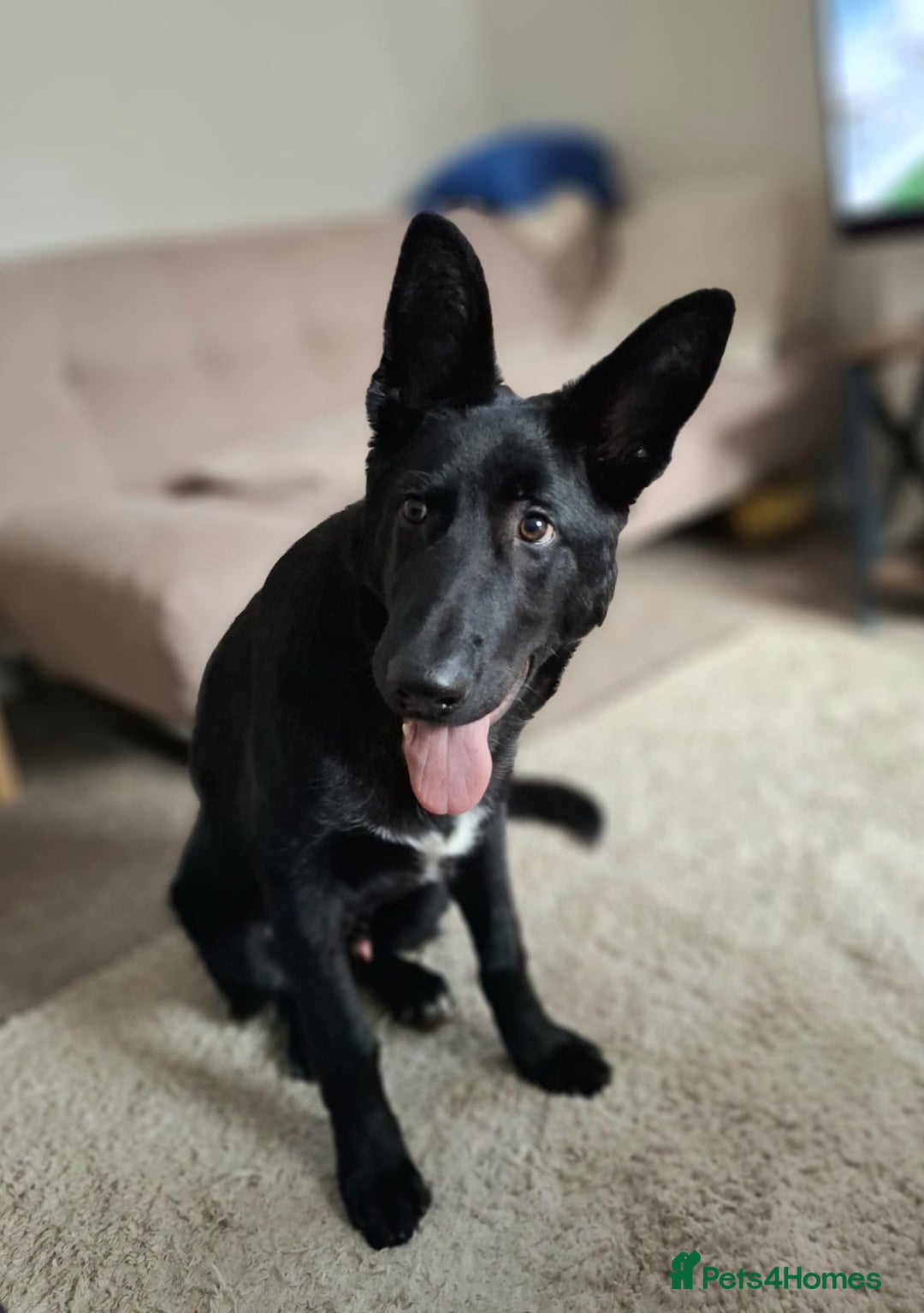 German Shepherd dogs for sale: German Shepherd KC Registered - Advert 4