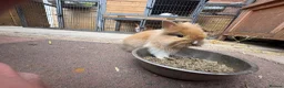 Mixed Breed rabbits for sale: Lion head cross rabbits  - Advert 2