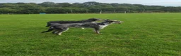 Lurcher dogs for sale: Handsome Lurcher x deerhound - Advert 8